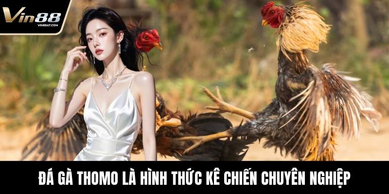 Đá Gà Thomo - Sới Đấu Cuồng Nhiệt Đỉnh Cao Tại VIN88 10 Đá gà Thomo là hình thức kê chiến chuyên nghiệp