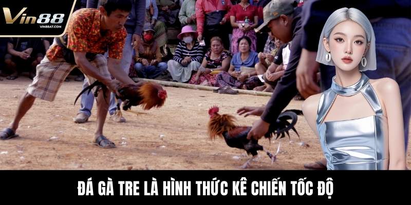 Đá Gà Tre - Màn Đối Kháng Kỹ Thuật Đỉnh Cao Tại VIN88 1 Đá gà tre là hình thức kê chiến tốc độ