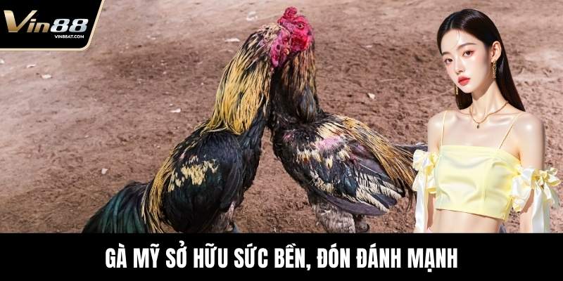 WS168 Đá Gà - Theo Dõi Sới Đấu Chuẩn Xác Tại VIN88 3 Gà Mỹ sở hữu sức bền, đón đánh mạnh