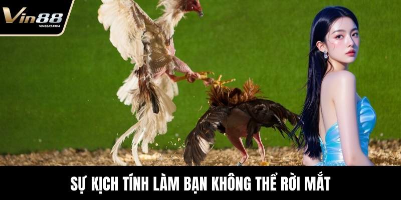 Đá Gà Tre - Màn Đối Kháng Kỹ Thuật Đỉnh Cao Tại VIN88 3 Sự kịch tính làm bạn không thể rời mắt