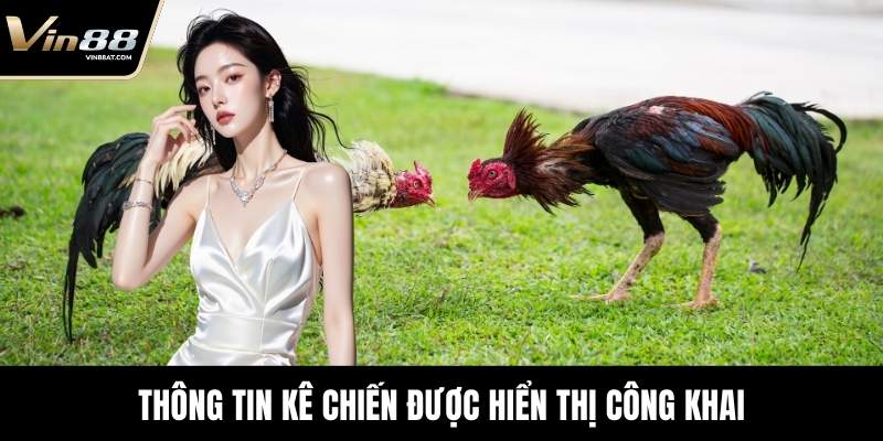 Sảnh AOG Đá Gà - Trải Nghiệm Sới Đấu Chuẩn Tại VIN88 7 Thông tin kê chiến được hiển thị công khai