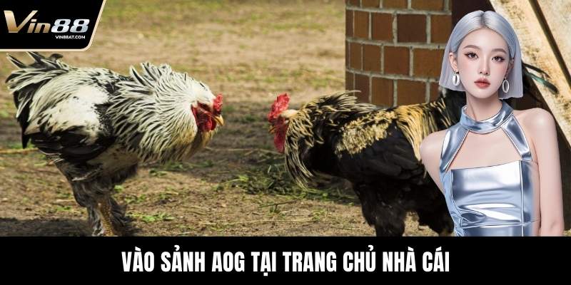 Sảnh AOG Đá Gà - Trải Nghiệm Sới Đấu Chuẩn Tại VIN88 8 Vào sảnh AOG tại trang chủ nhà cái